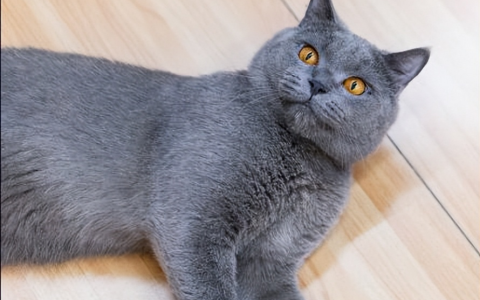 蓝猫：神秘而优雅的蓝色精灵